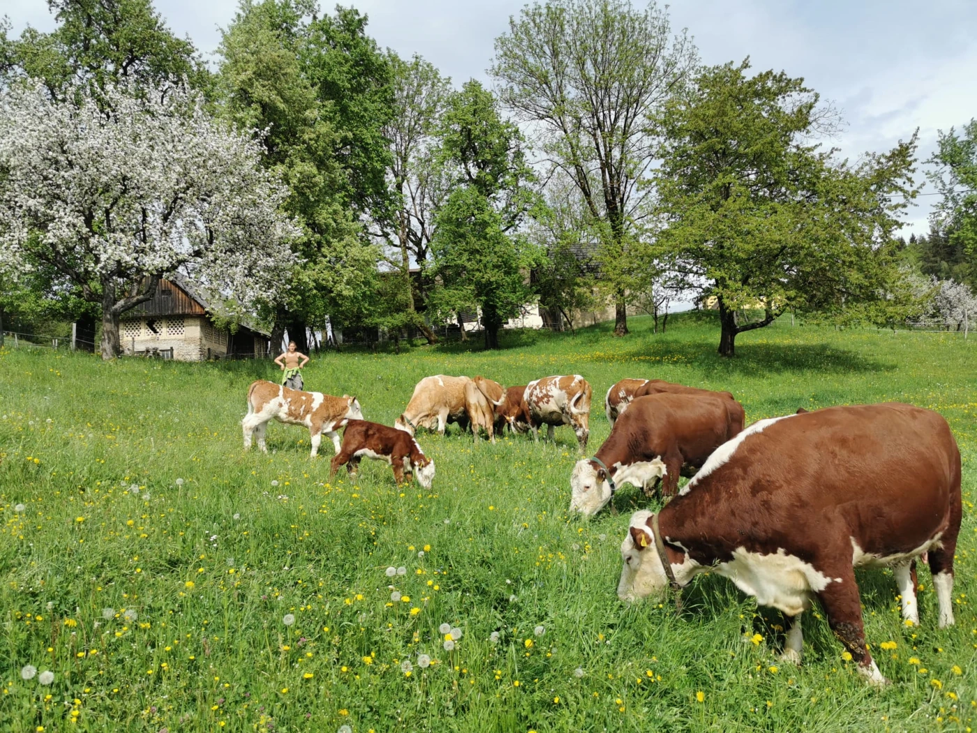 Unsere Kühe auf der Weide